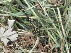 Melligomphus viridicostus