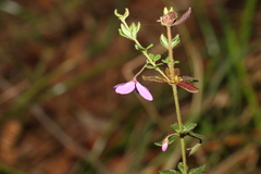 Tetratheca thymifolia
