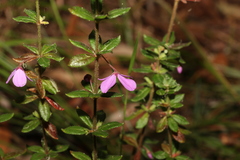 Tetratheca thymifolia
