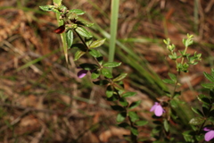 Tetratheca thymifolia