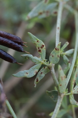 Uromyces euphorbiae-corniculati