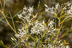 Grevillea levis