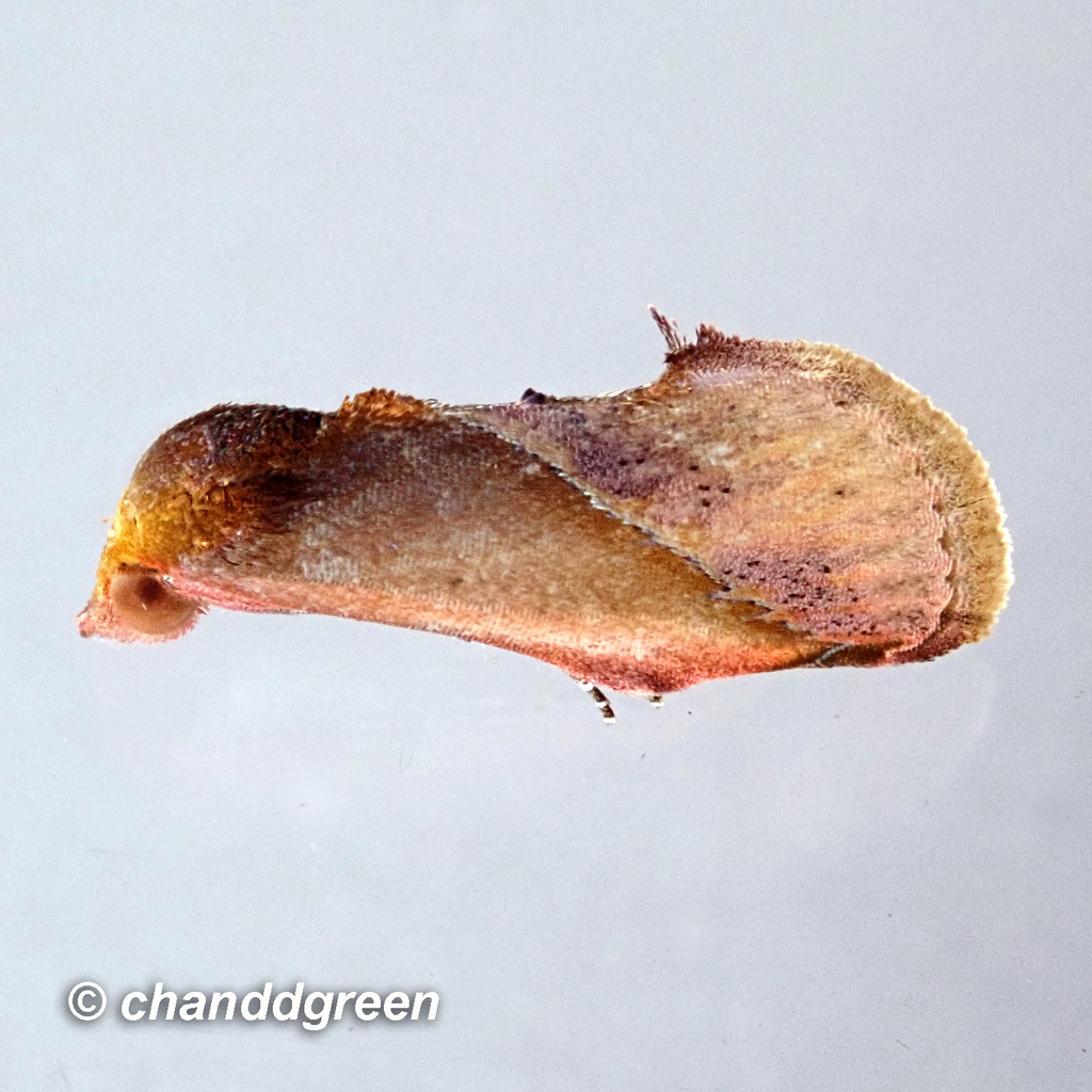Arsacia rectalis