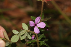 Tetratheca thymifolia