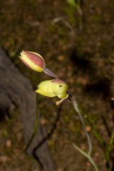 Thelymitra antennifera