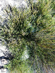 Sorocephalus lanatus