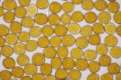 Uromyces euphorbiae-corniculati