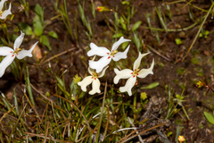 Stylidium emarginatum