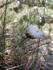 Leuzea conifera