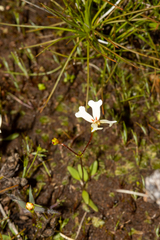Stylidium emarginatum