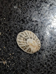 Scutellastra peronii