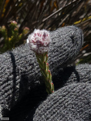 Sorocephalus lanatus