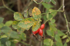 Phragmidium tuberculatum