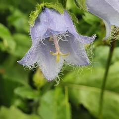 Campanula barbata