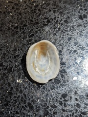 Scutellastra peronii