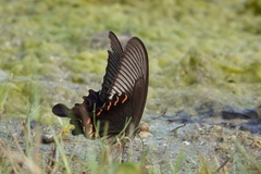 Papilio bianor