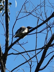 Philemon corniculatus