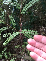 Sophora chathamica