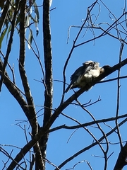Philemon corniculatus