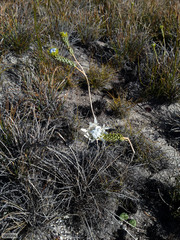 Lachnaea filamentosa