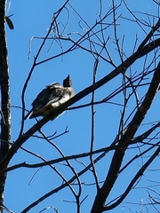 Philemon corniculatus
