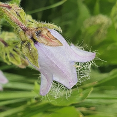 Campanula barbata