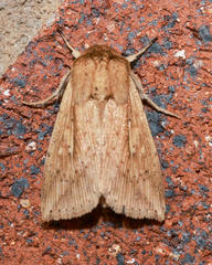 Mythimna decisissima