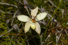 Thelymitra antennifera