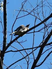 Philemon corniculatus