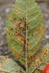 Phragmidium tuberculatum