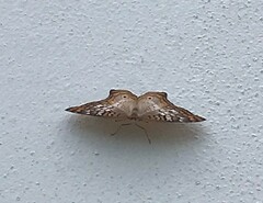 Anartia jatrophae