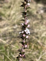 Epacris gunnii