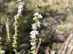 Epacris gunnii