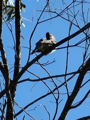 Philemon corniculatus