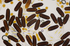 Phragmidium tuberculatum