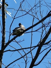 Philemon corniculatus
