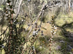 Epacris gunnii