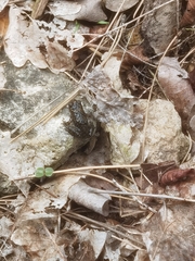 Bombina variegata
