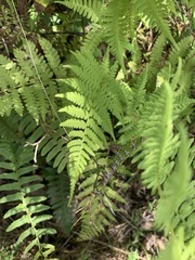 Athyriaceae