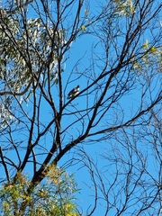Philemon corniculatus