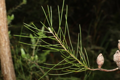 Hakea actites