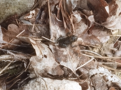 Bombina variegata