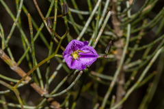 Thysanotus