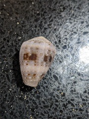 Conus coronatus