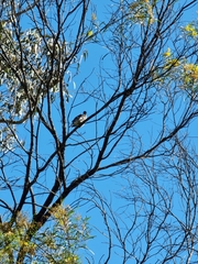 Philemon corniculatus