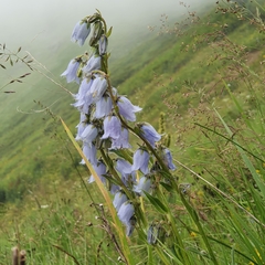 Campanula barbata