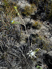 Lachnaea filamentosa