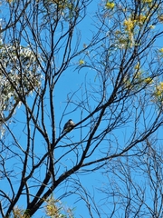 Philemon corniculatus