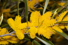 Acacia acuminata
