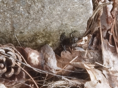 Bombina variegata